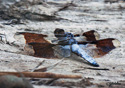 Libellula forensis